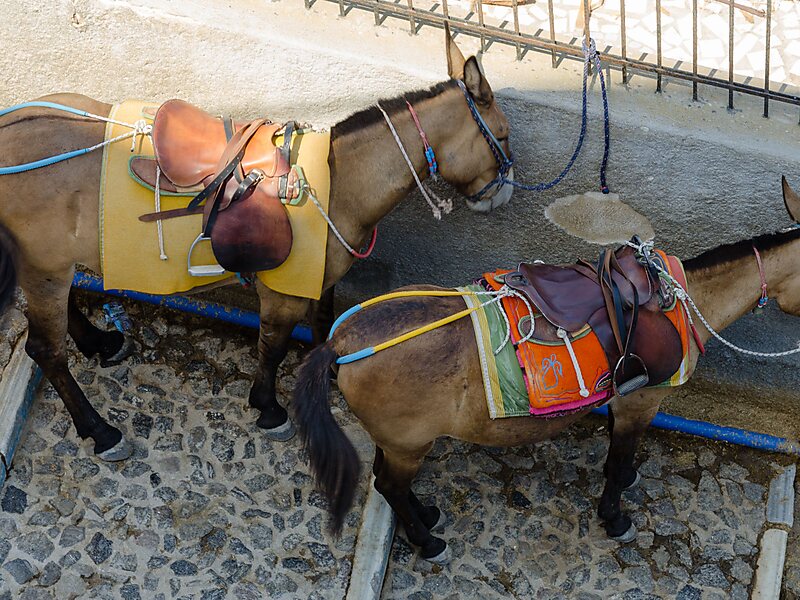 Santorini Donkey Tours