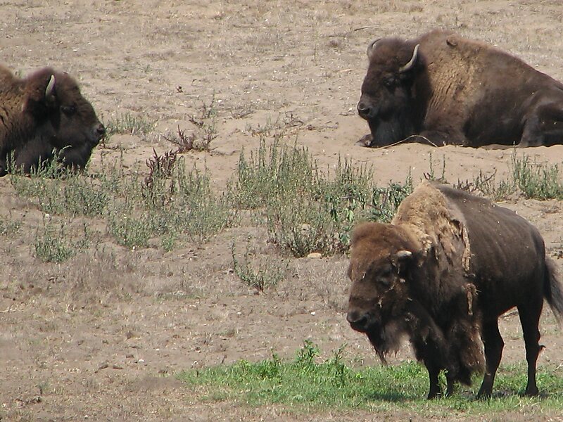Bison Paddock