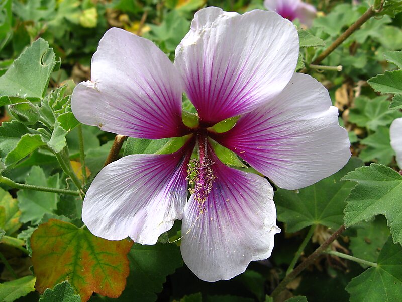 Carlsbad Flower Fields