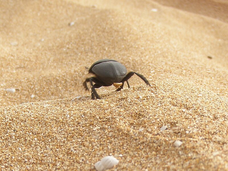 Oualidia Beach