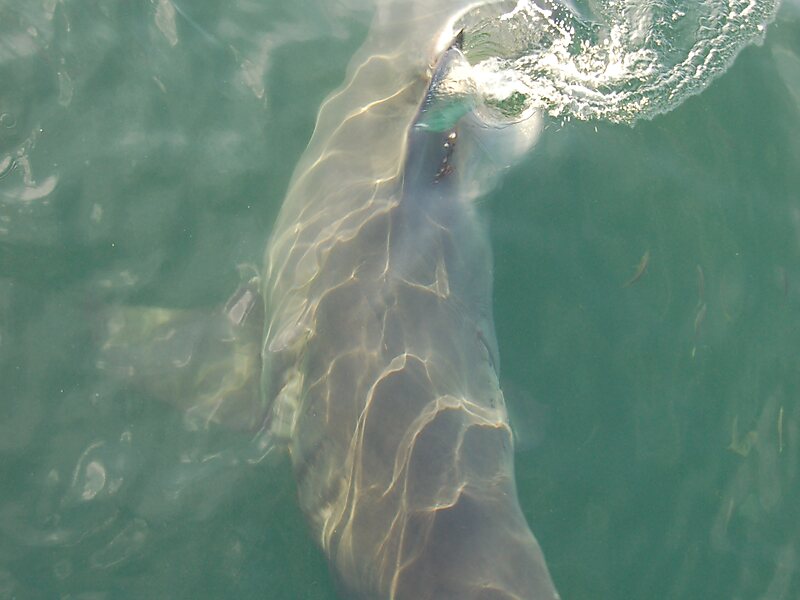 White Shark Projects