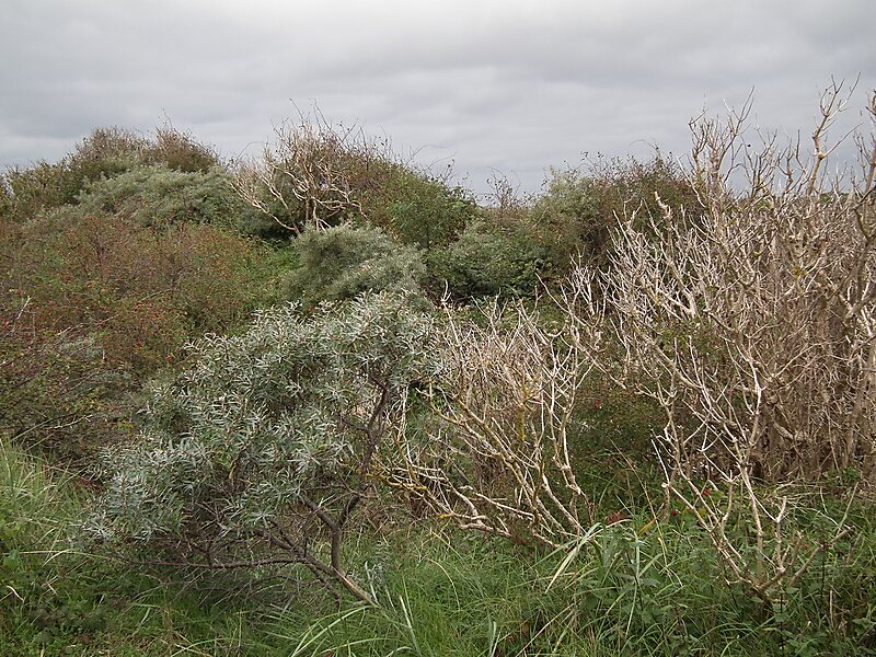 Nationaal Park Nedersaksische Waddenzee