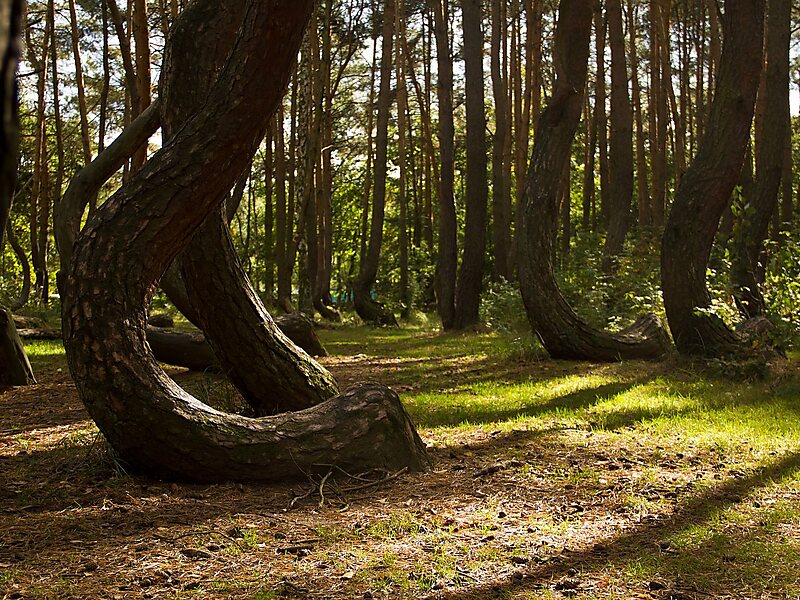 Crooked Forest