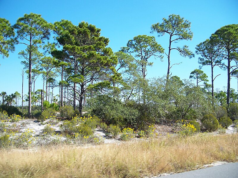 Saint Joseph Peninsula State Park