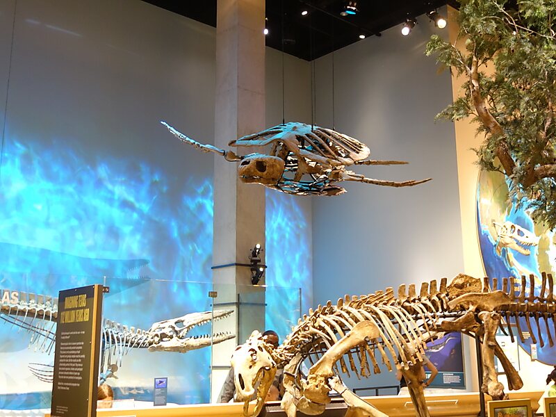 Perot Museum Of Nature And Science In Dallas Usa Sygic Travel 