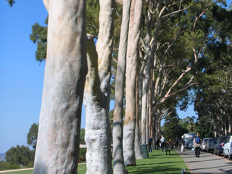 Fraser Avenue Lookout