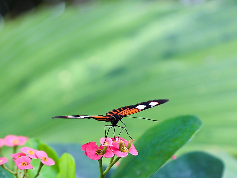 Key West Butterfly & Nature Conservatory