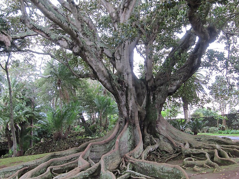 Ficus macrophylla