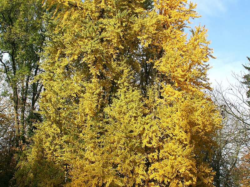 Ginkgo biloba