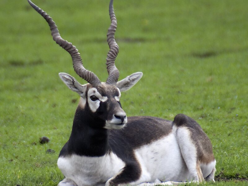 Estudio anatómico y funcional del aparato masticatorio del antílope negro,  Antilope Cervicapra, Artyodactyla, Bovidae