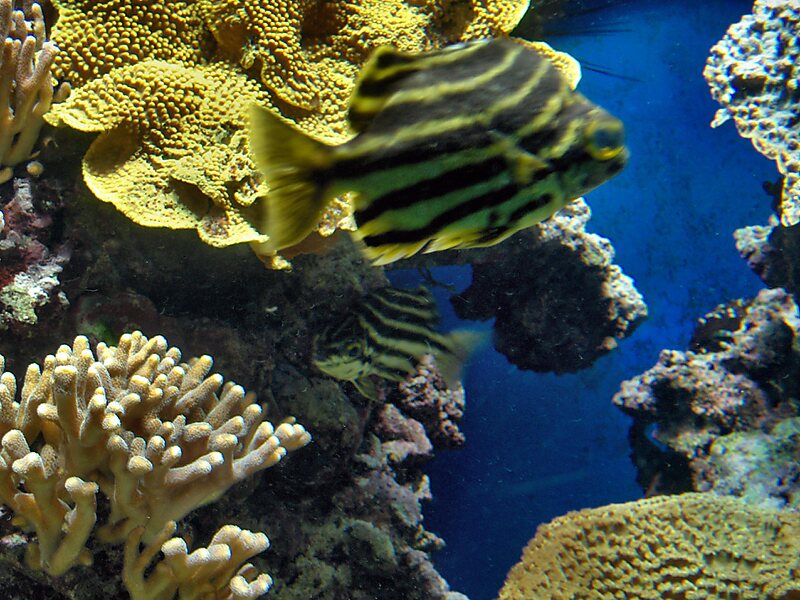 Oceanographic Museum