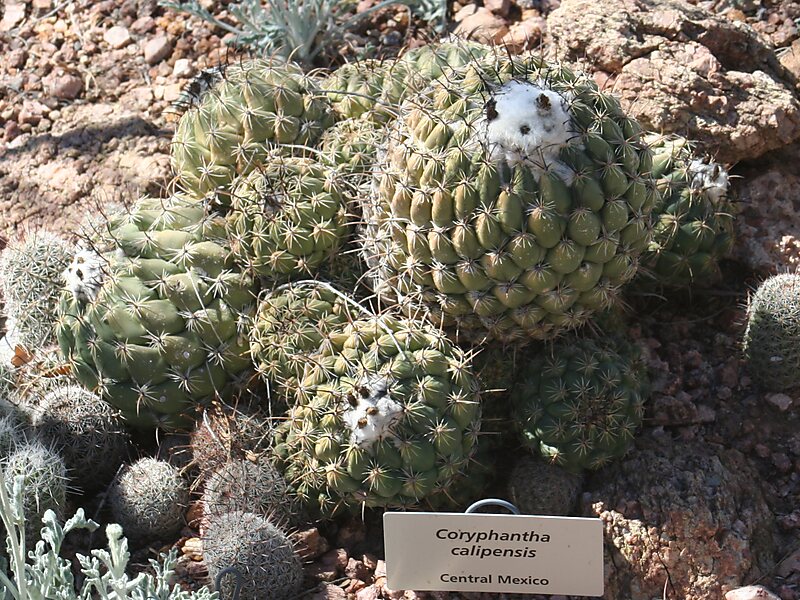 Desert Botanical Garden