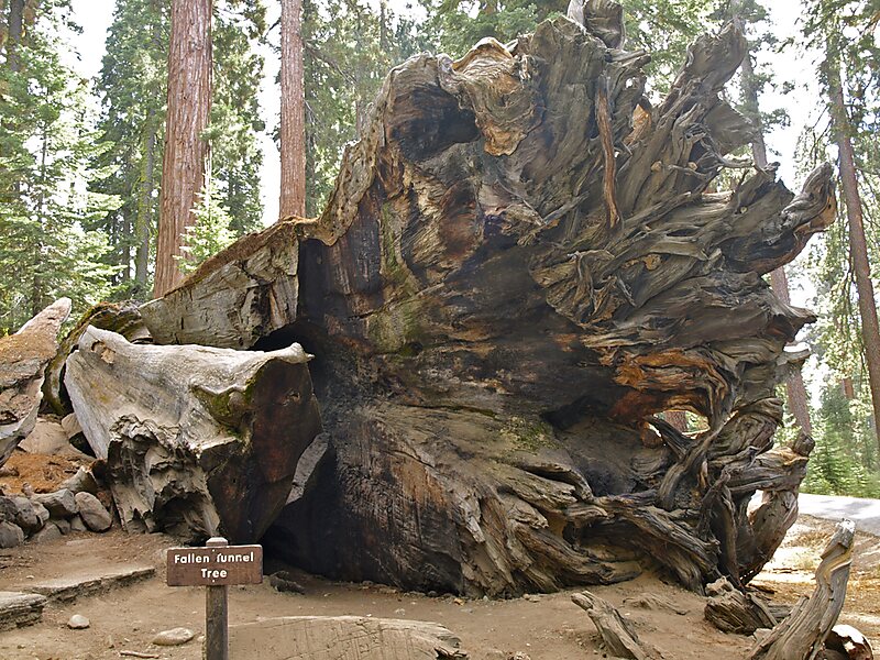 Fallen Wawona Tunnel Tree in Mariposa, California | Tripomatic