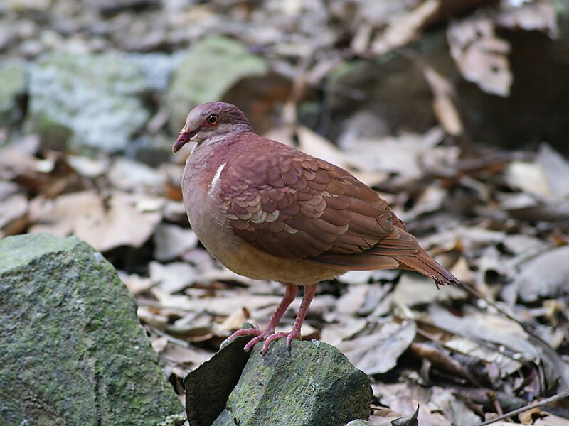 Guadeloupe Zoo (Park of Mammals)