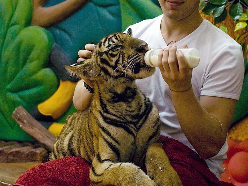 Sriracha Tiger Zoo in Chaophraya Surasak, Thailand | Tripomatic