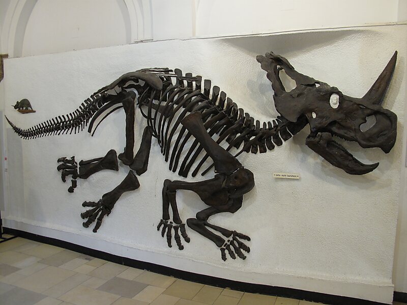 Palaeontological Museum