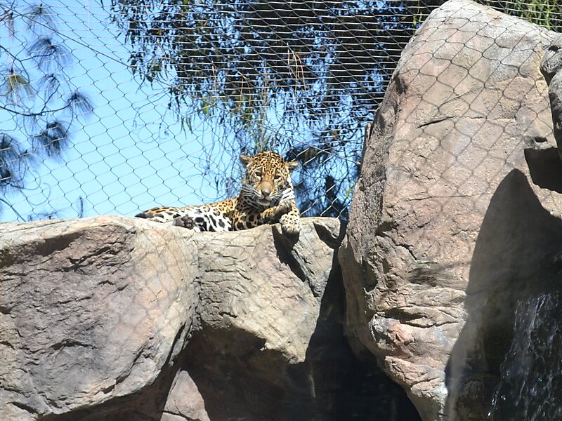 Happy Hollow Park & Zoo