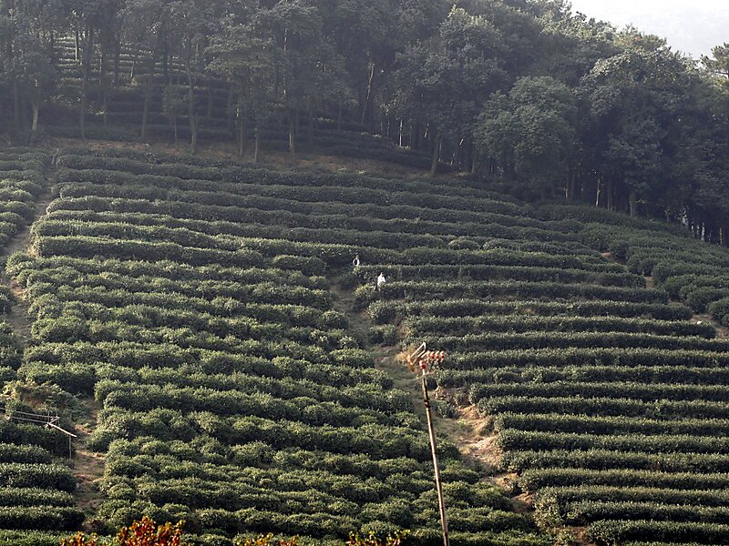Longjing Tea Fields