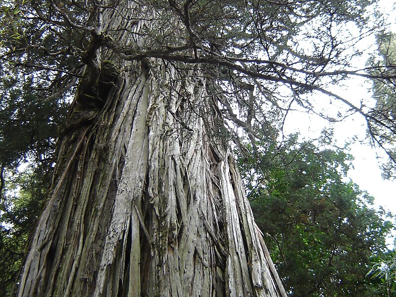 Nationalpark Los Alerces