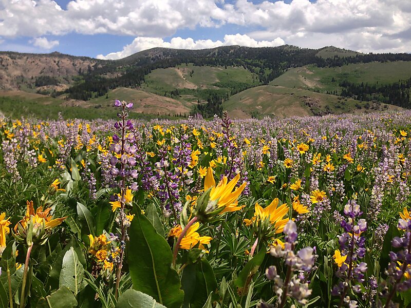 Toiyabe National Forest