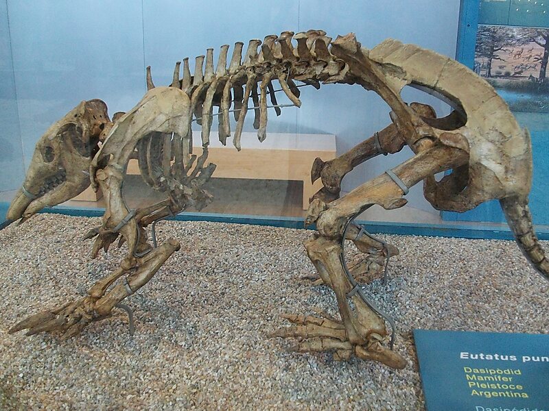 Natural Science Museum of Valencia