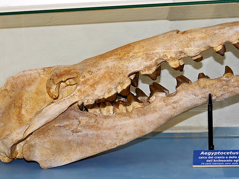 Museu de História Natural da Universidade de Pisa