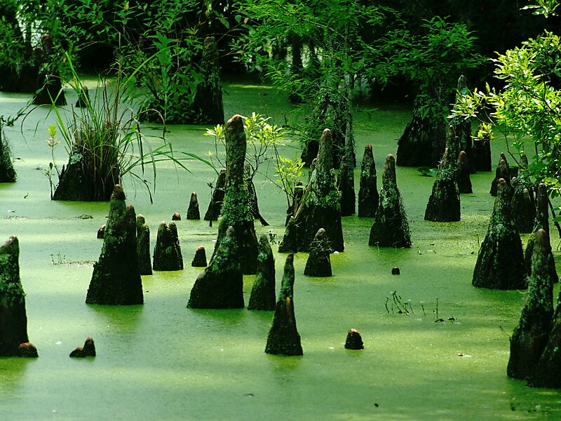 Cypress Gardens in South Carolina, United States Sygic Travel