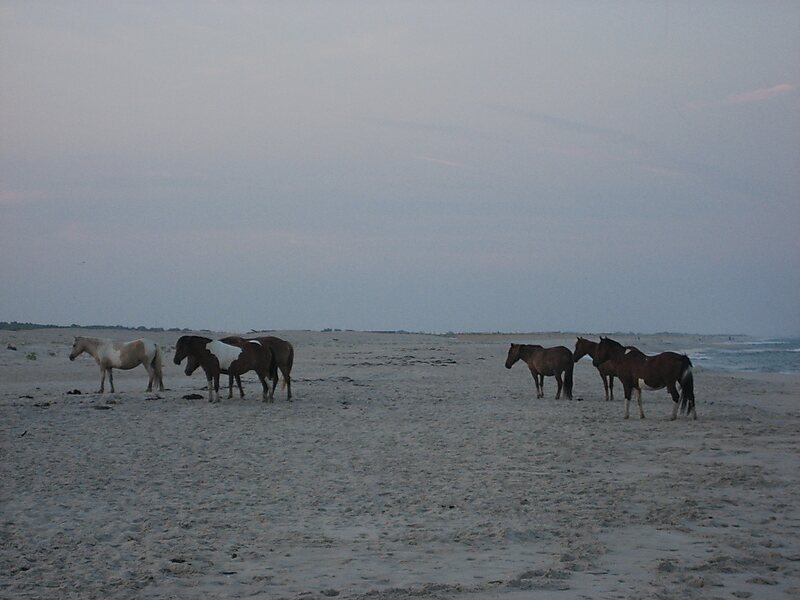 Assateague Island National Seashore