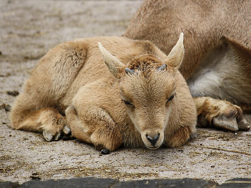 Barbary Sheep