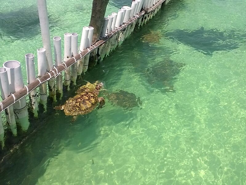 Turtle Farm