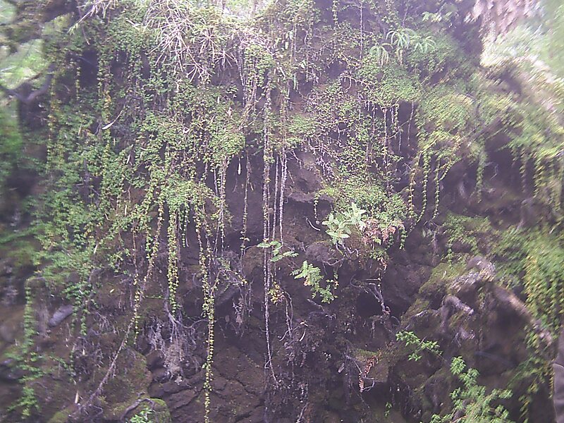 Pumalín Park