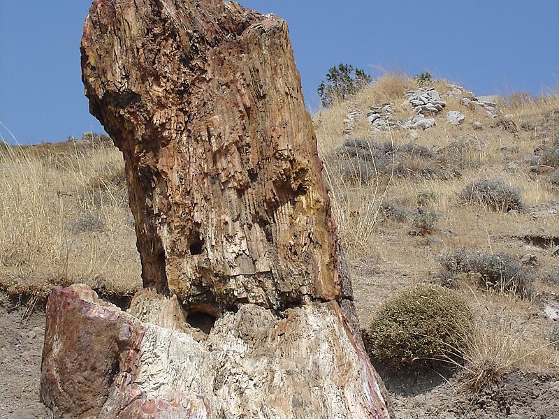 Petrified Forest of Lesbos