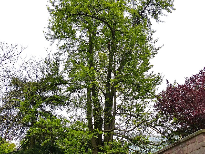 Liste der Naturdenkmale in Köln