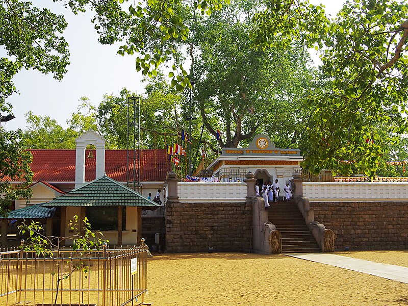 Jaya Sri Maha Bodhi Tree