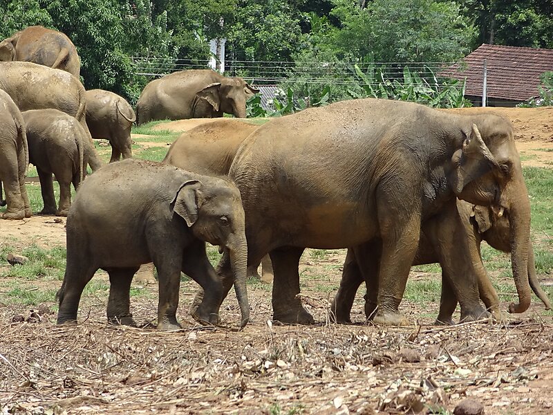 Pinnawala Elephant Orphanage