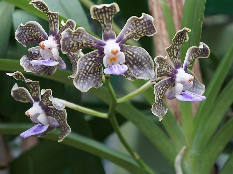 Royal Botanical Gardens