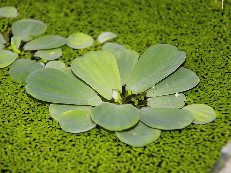 Jibou Botanical Garden