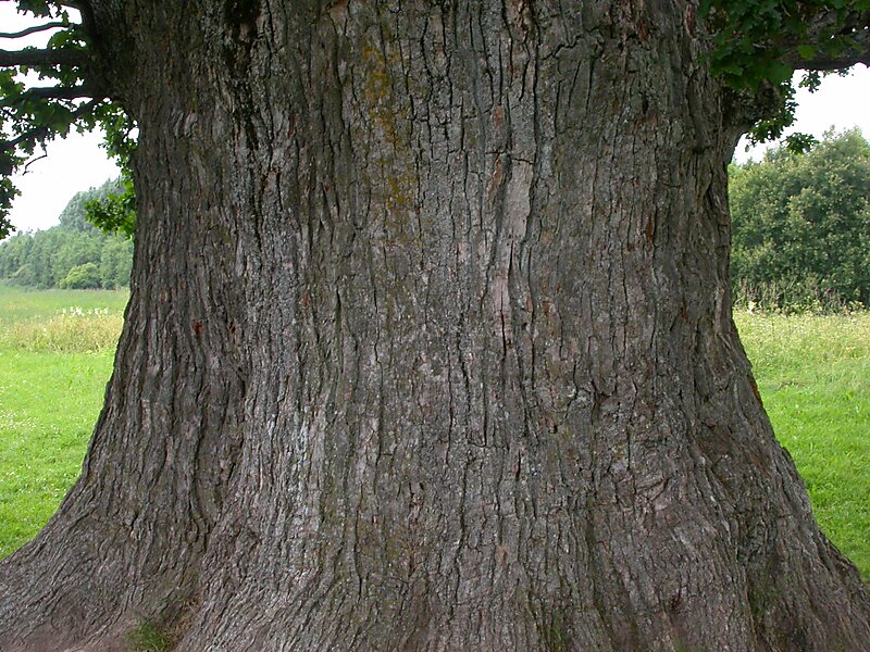 Tamme-Lauri Oak