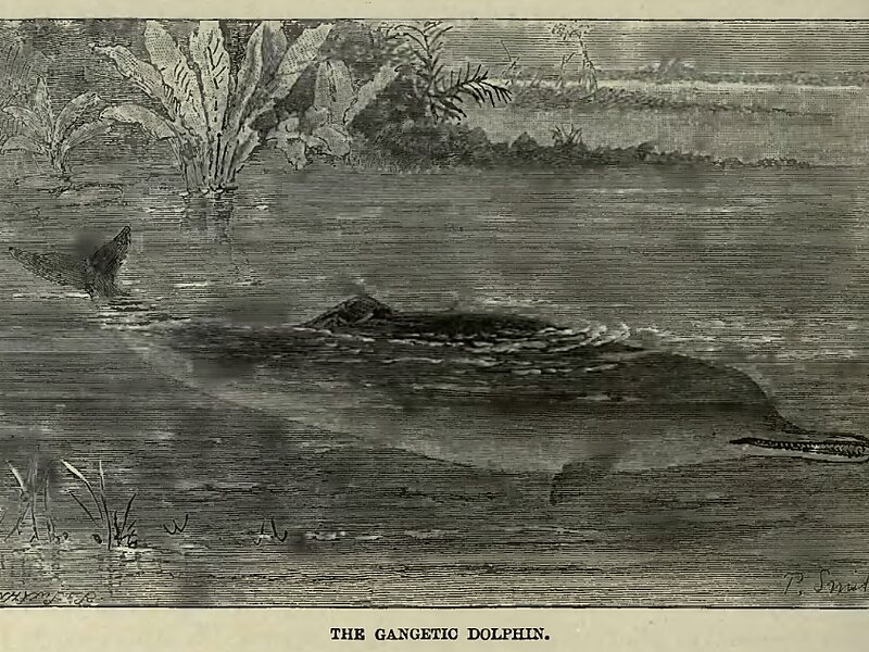 National Chambal Sanctuary