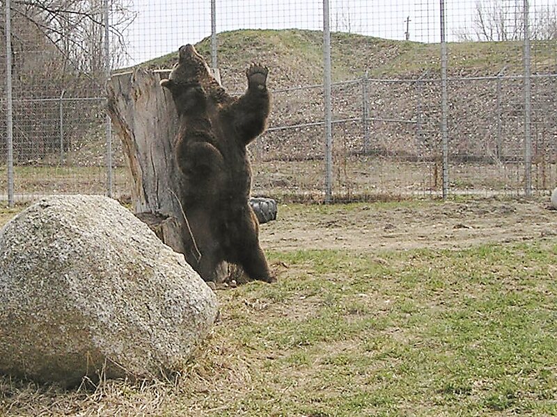 Zoo Montana in Billings, Montana, United States | Tripomatic