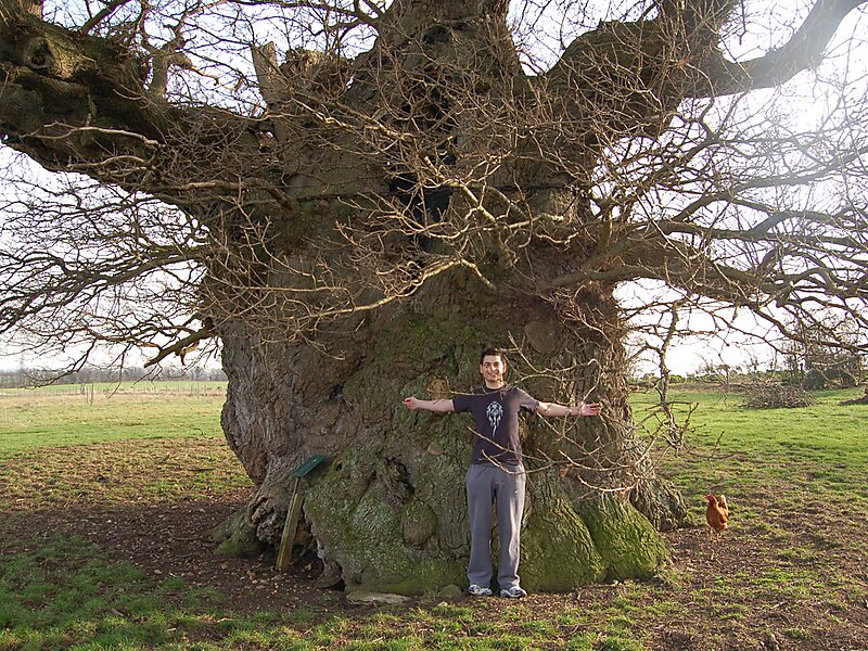 Mga resulta ng larawan para sa Bowthorpe Oak in England"