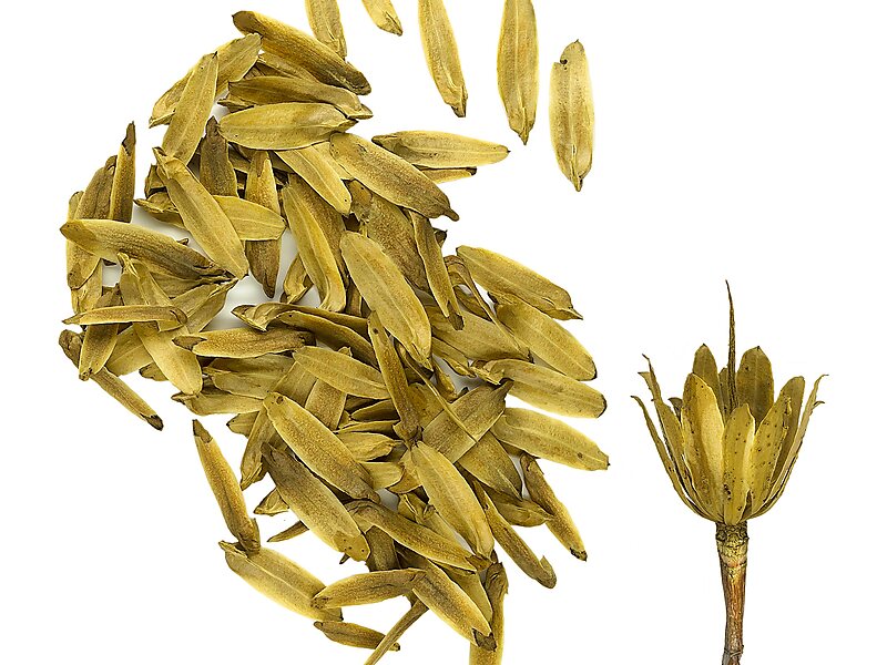 Liriodendron tulipifera