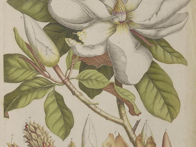 Immergrüne Magnolie