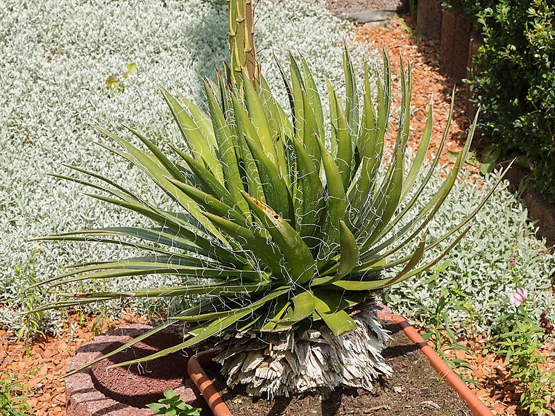 Агава нитеносная