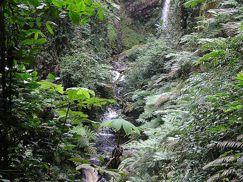 Nyungwe Forest