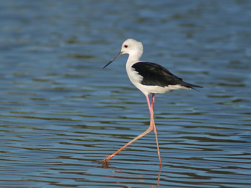 Kiskunság National Park