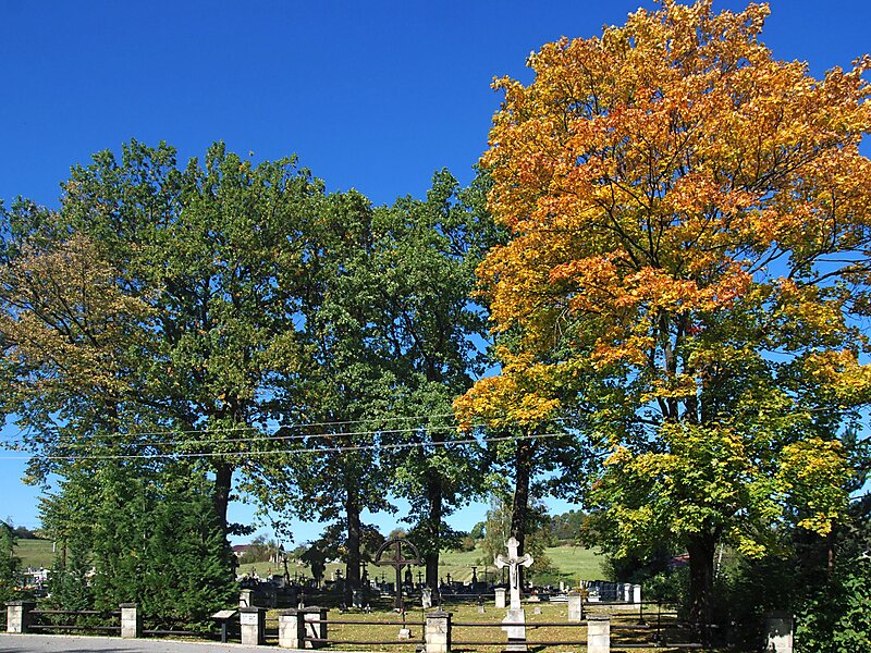 Cmentarz wojenny nr 82 – Męcina Wielka