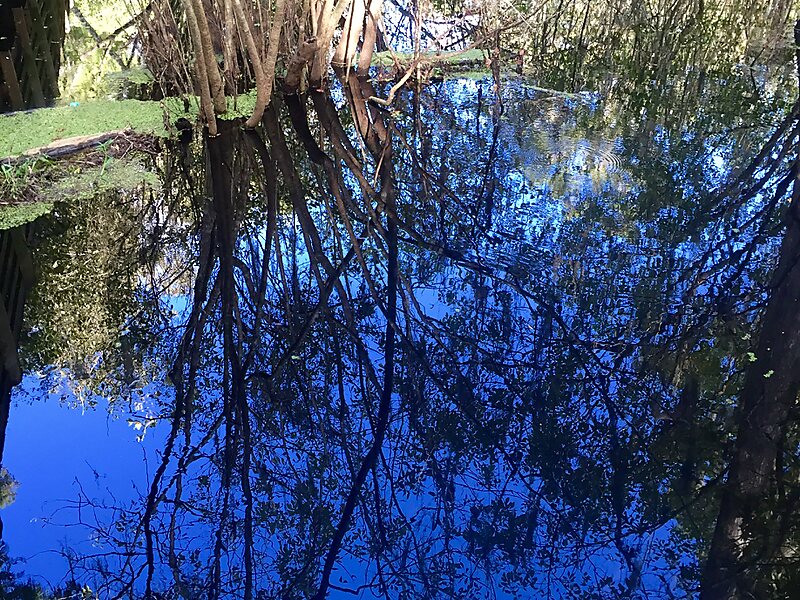 Lettuce Lake Park in Florida, United States Sygic Travel