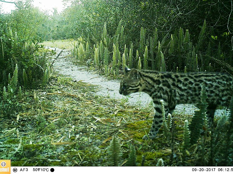 Lami José Lutzenberger Biological Reserve