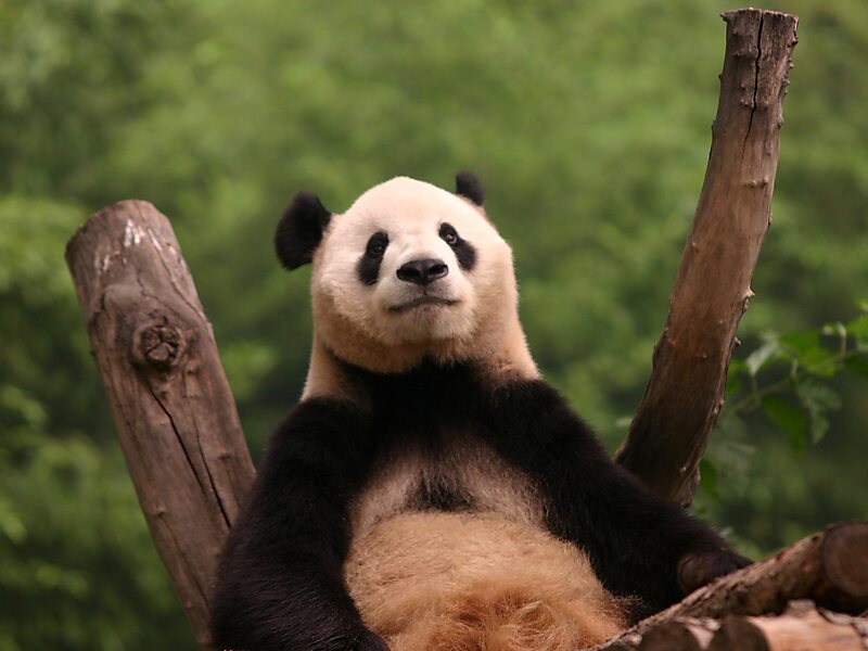 Beijing Zoo in Beijing, China | Sygic Travel